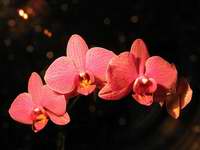 fotos_3/zv_Orch-Phalaenopsis_rot_1.jpg