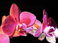 fotos_3/zv_Orch-Phalaenopsis_rot_2.jpg