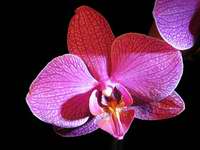 fotos_3/zv_Orch-Phalaenopsis_rot_3.jpg