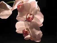 fotos_3/zv_Orch-Phalaenopsis_weiss_1.jpg