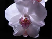 fotos_3/zv_Orch-Phalaenopsis_weiss_2.jpg