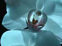 fotos_3/zv_Orch-Phalaenopsis_weiss_3.jpg