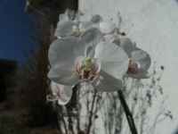 fotos_3/zv_Orch-Phalaenopsis_weiss_4.jpg