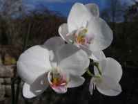 fotos_3/zv_Orch-Phalaenopsis_weiss_5.jpg