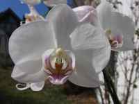 fotos_3/zv_Orch-Phalaenopsis_weiss_6.jpg
