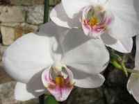 fotos_3/zv_Orch-Phalaenopsis_weiss_7.jpg